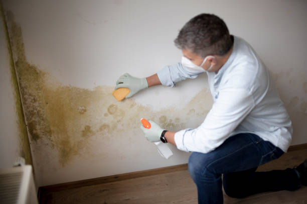 Best Mold Damage Restoration  in Pine Level, AL